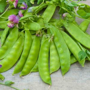 Pois Mangetout Géant à Fleur Violette - 10 m